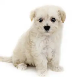 MIX（マルチーズ×トイプードル）