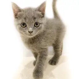 ブリティッシュショートヘア