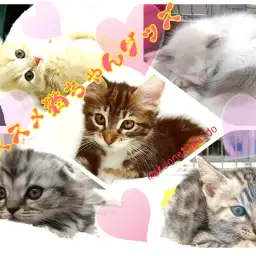 【 グッズ紹介 】プロが選ぶオススメ猫ちゃんグッズ！