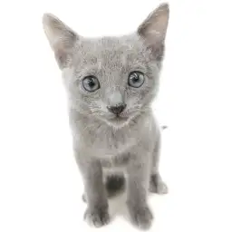 ロシアンブルー