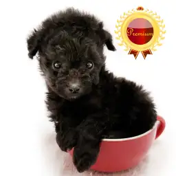 トイ・プードル