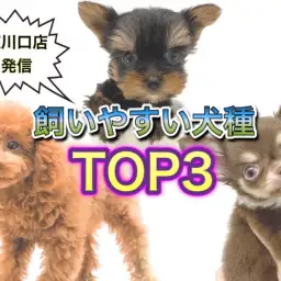 【 オススメ犬種 】ペット初心者必見!飼いやすさ重視のオススメ犬種ランキング!