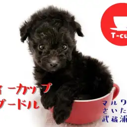 【 ティーカッププードル 】生後51日で433g!!シルバーカラーの女の子!