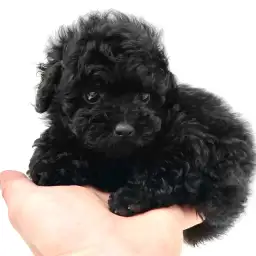 トイ・プードル