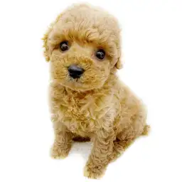 トイ・プードル