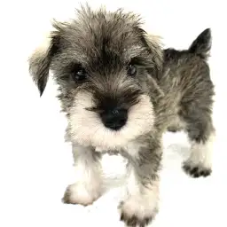 ミニチュア・シュナウザー