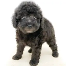 トイ・プードル