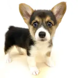 ウェルシュコーギーペンブローク