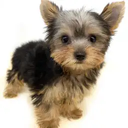 ヨークシャーテリア