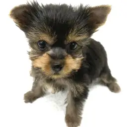 ヨークシャーテリア