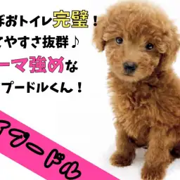 【 トイプードル 】ほぼおトイレ完璧！育てやすさ抜群なカーリー強めなトイプー！