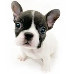 フレンチブルドッグ