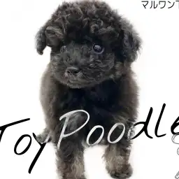【 トイプードル 】愛嬌たっぷりの小さめ黒トイプーちゃんが新登場！！