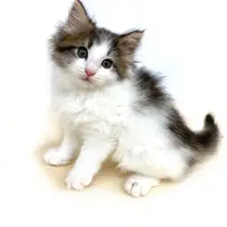 ノルウェージャンフォレストキャット