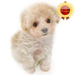 MIX（トイプードル×マルチーズ）