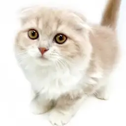 スコティッシュフォールド