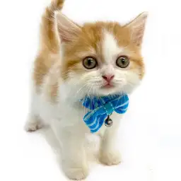 スコティッシュフォールド