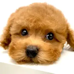 トイ・プードル