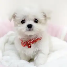 MIX（マルチーズ×ポメラニアン）