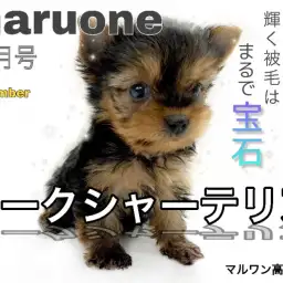 【 ヨークシャーテリア 】衝撃の手乗りサイズ!!輝く被毛はまるで宝石?!