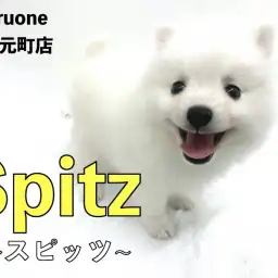 【 スピッツ 】極上のスピッツスマイル！明るく優しい性格が魅力！