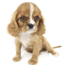 キャバリア・キングチャールズ・スパニエル