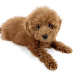 トイ・プードル