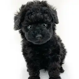 トイ・プードル