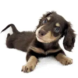 ミニチュア・ダックスフント