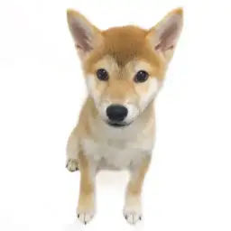 柴犬