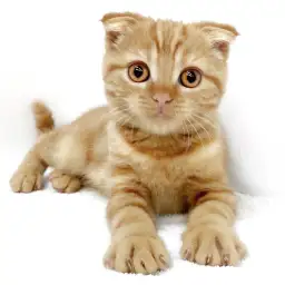 スコティッシュフォールド