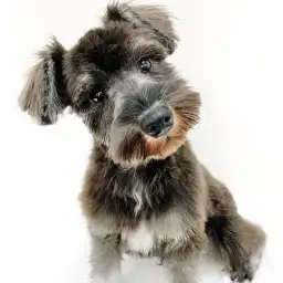 ミニチュア・シュナウザー