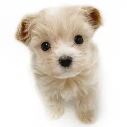 MIX（マルチーズ×トイプードル）