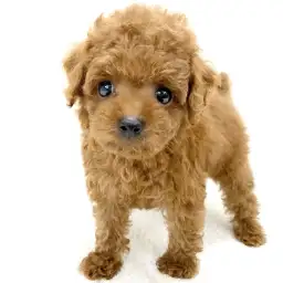 トイ・プードル