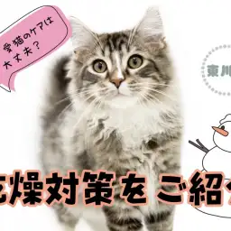 【 お悩み解決 】ワンちゃんネコちゃんの乾燥対策をご紹介！