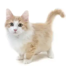 ノルウェージャンフォレストキャット