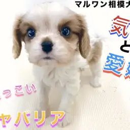 【 キャバリア 】人気のブレンハイム!優しい顔つきと性格で寄り添う室内犬のブログ