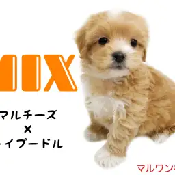 【 MIX犬 】ぬいぐるみ系わんこ！マルプーちゃんとの生活をご案内！