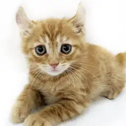 アメリカンカール