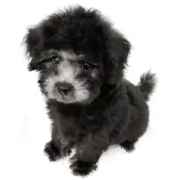 トイ・プードル