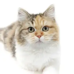 スコティッシュフォールド