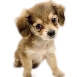 MIX（チワワ×カニンヘンダックスフント）