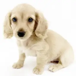 カニンヘン・ダックスフント