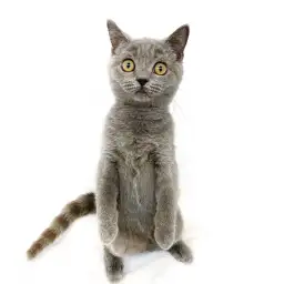 ブリティッシュショートヘア