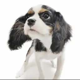 キャバリア・キングチャールズ・スパニエル