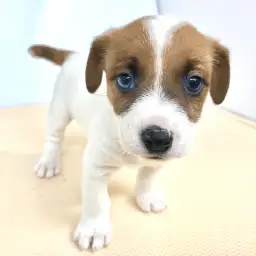 ジャックラッセルテリア