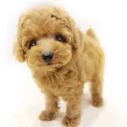 トイ・プードル