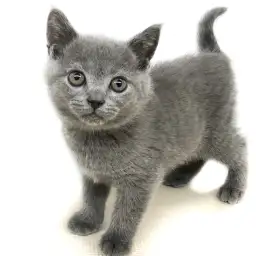 ブリティッシュショートヘア