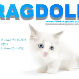 【 ラグドール 】ブルーポイントバイカラーの美男子!飼育方法5つのポイント!