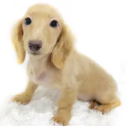 ミニチュア・ダックスフント